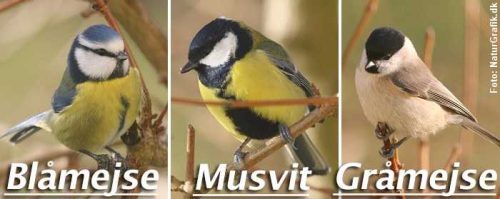 blåmejse musvit top